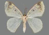 AZ26-0187V